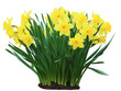 Daffodil