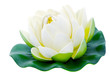 Fleur de lotus