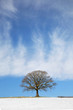 Oak Tree in Snow Landscape