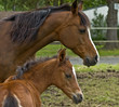 Photo: Mother mare protecting her baby colt foal Mother mare protecting her baby colt foal