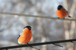 Two bullfinches. Two bullfinches.