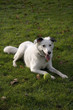 Bright eyed white dog