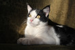 Chat