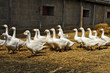 gänse