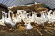 gänse