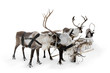 Four reindeers Four reindeers