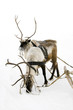 Two reindeers Two reindeers