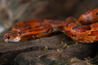 Corn snake