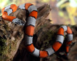 coral snake