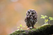 Tiny Owl