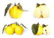 Arrangement of fresh bright yellow quinces