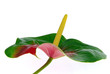 Flamingoblume - Anthurium 17