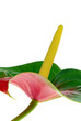 Flamingoblume - Anthurium 18