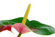 Flamingoblume - Anthurium 19