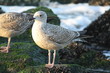 Brown seagull Brown seagull