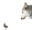 Wolf looking at a chick in front of white background