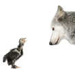 Wolf looking at a chick in front of white background