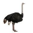 Male ostrich standing in front of a white background Male ostrich standing in front of a white background