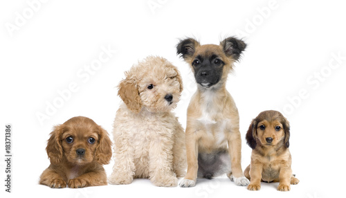 Group of puppy dogs in front of white background, studio shot