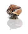 Garden snail in front of a white background, studio shot Garden snail in front of a white background, studio shot