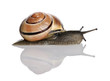 Garden snail in front of a white background, studio shot Garden snail in front of a white background, studio shot