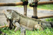 Iguana