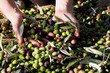 La raccolta delle olive