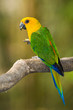 Colorful Parrot Colorful Parrot