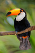 Toco Toucan in deep vegetation