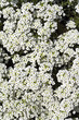 Duftsteinrich; Lobularia maritima