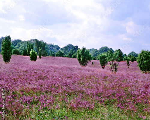 Foto: Lüneburger Heide Lüneburger Heide