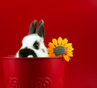 Hase