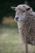 Ouessant Schaf