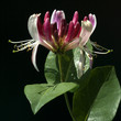 Geissblatt; Lonicera caprifolium