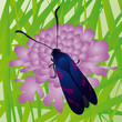 farfalla