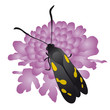 farfalla