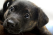 Photo en ligne au meilleur prix Puppy