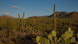 (1137) Saguaro National Monument Cactus Desert Arizona Sunset