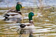 Alarmed Mallard