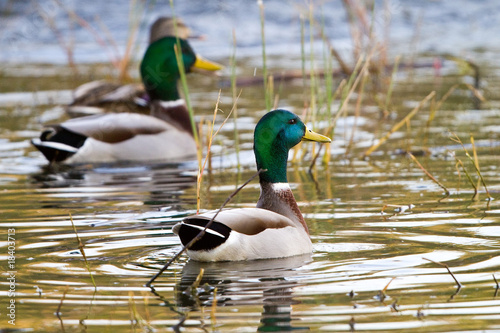Photo: Alarmed Mallard Alarmed Mallard