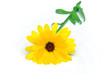 Ringelblume - calendula 23