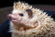 Pygmy hedgehog