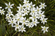 Milchstern, Ornithogalum umbellatum, Stern von Bethlehem,