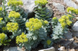 Rosenwurz; Rhodiola rosea
