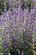 Sibirische Katzenminze; Nepeta sibirica