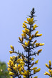 Stechginster; Ulex europaeus