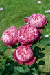 Teehybrid-Rose, Accademia Barni