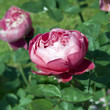 Teehybrid-Rose, Accademia Barni