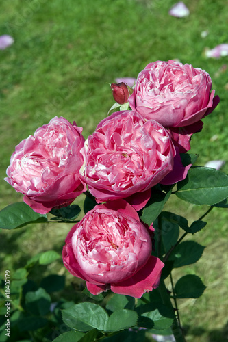 Foto: Teehybrid-Rose, Accademia Barni Teehybrid-Rose, Accademia Barni