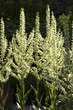 Weisser Germer; Veratrum